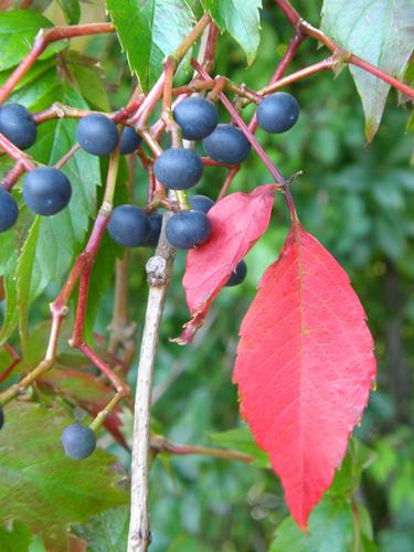 Virginia Creeper berries and fall foliage