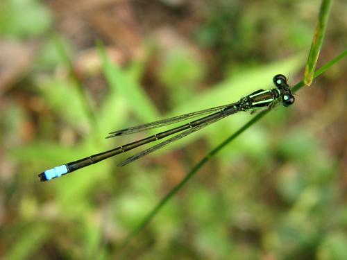 Eastern Forktail (Ischnura verticalis) male damselfly at Mine Falls Park in Nashua, New Hampshire