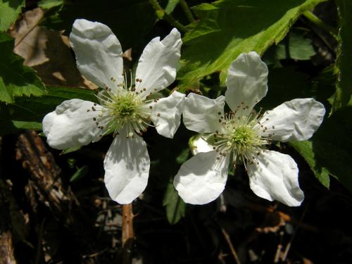 Prickly Dewberry (Rubus flagellaris)