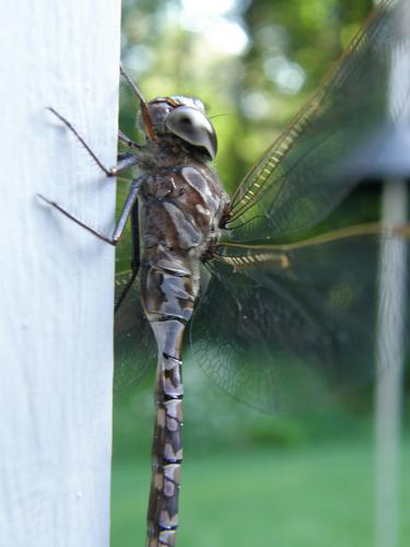 military-camouflage dragonfly in July near Mine Falls Park at Nashua in New Hampshire