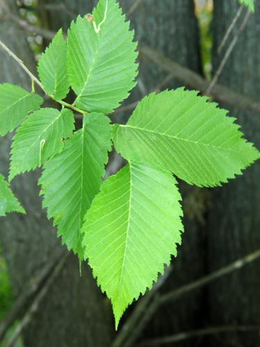 American Elm leaves (Ulmus americana)