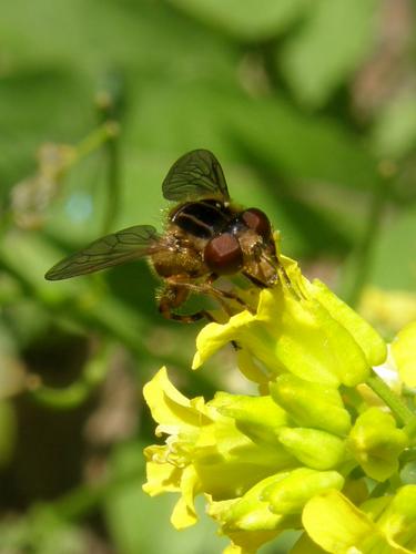 fly on Common Wintercress flower