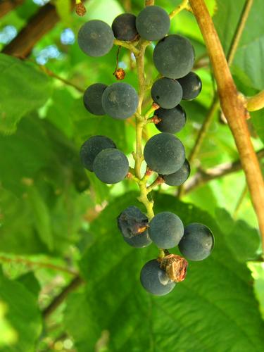 Summer Grape grapes