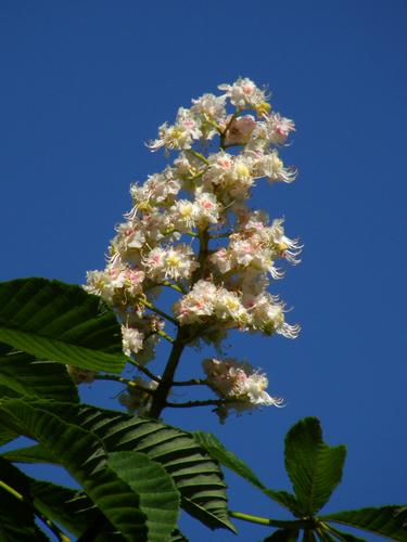 Horsechestnut (Aesculus hippocastanum) flowers