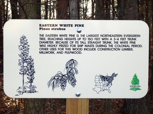 tree identification sign at Mine Falls Park in New Hampshire
