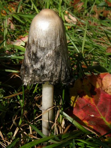 Shaggy-mane Inky Cap mushroom