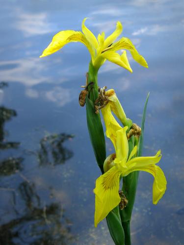Yellow Iris (Iris pseudacorus) in June at Mine Falls Park in Nashua, New Hampshire