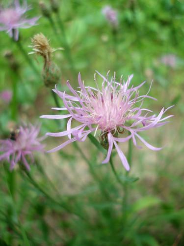 Brown Knapweed flower