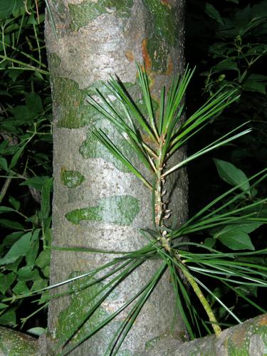 Lacebark Pine (Pinus bungeana)