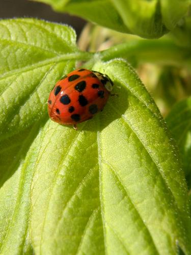 ladybug on Box Elder leaf