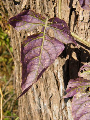 Bittersweet Nightshade leaf in fall color