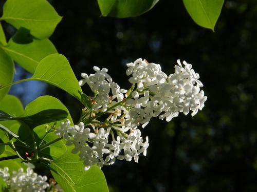 white-flowered Common Lilac (Syringa vulgaris)