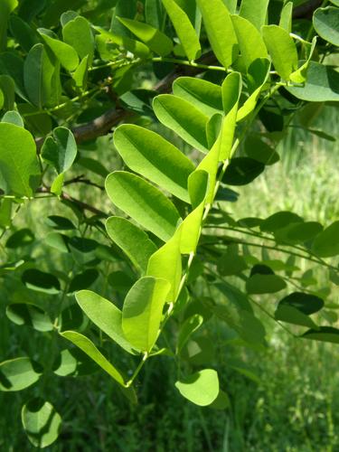 Black Locust leaves (Robinia pseudoacacia)