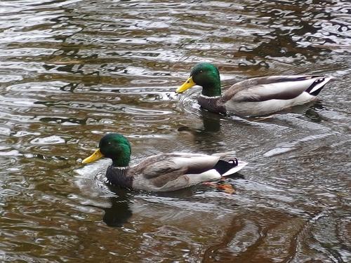 Mallard ducks on the Nashua Canal at Mine Falls Park in New Hampshire