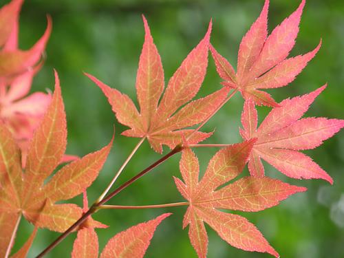 Japanese Maple (Acer palmatum)