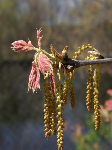 Black Oak in flower (Quercus velutina)