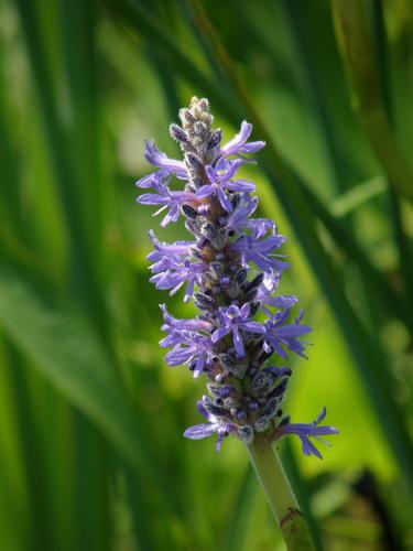Pickerel Weed (Pontederia cordata) in July at Mine Falls Park in Nashua, New Hampshire