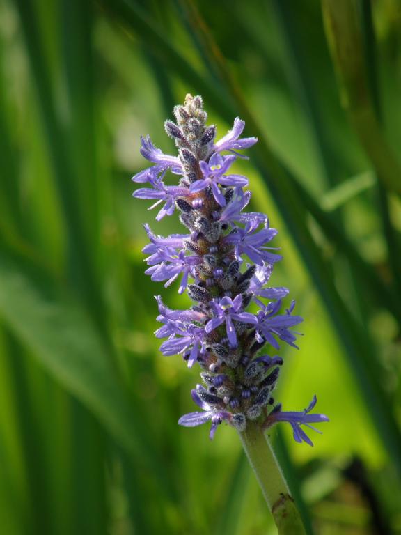 Pickerel Weed (Pontederia cordata) in July at Mine Falls Park in Nashua, New Hampshire