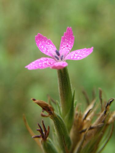 Deptford Pink flower