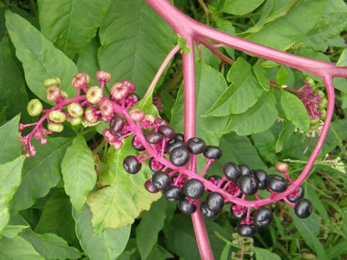 Pokeweed (Phytolacca americana) fruit in August at Mine Falls Park in Nashua, New Hampshire