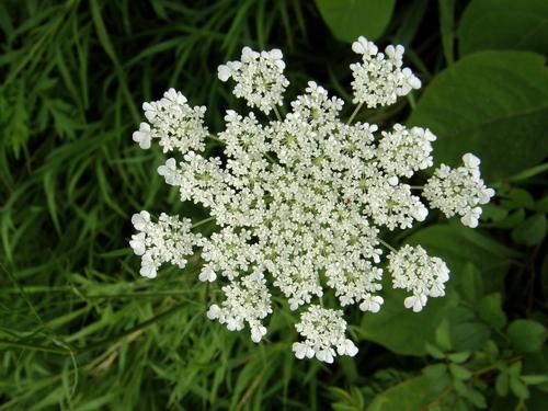 Queen Anne's Lace flower
