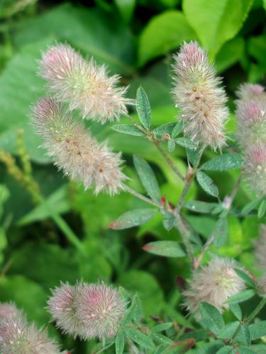 Rabbits-foot Clover flowers