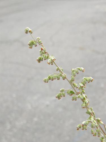 Common Ragweed flower