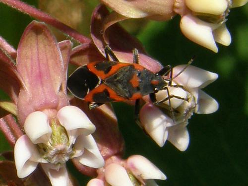 Small Eastern Milkweed Bug (Lygaeus kalmii) on Common Milkweed (Asclepias syriaca)