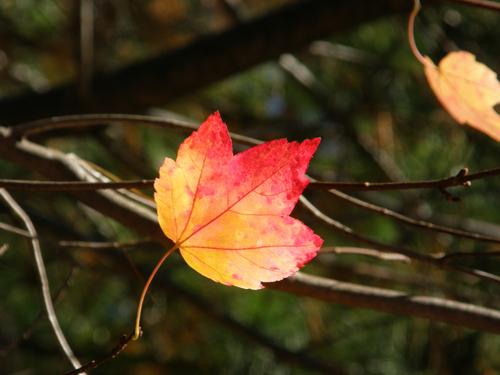 Red Maple leaf in fall color