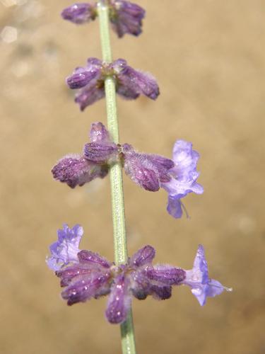 Russian Sage (Perovskia atriplicifolia)