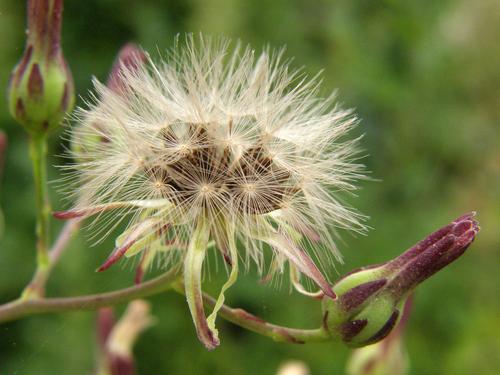Florida Lettuce (Lactuca floridana) seedhead in August at Mine Falls Park in Nashua, New Hampshire