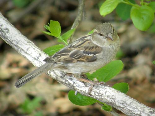 female House Sparrow (Passer domesticus)