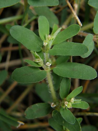 Prostrate Spurge (Euphorbia humistrata)
