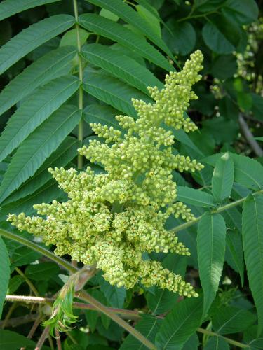 male flower of Staghorn Sumac (Rhus typhina)