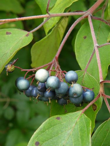 Swamp Dogwood berries