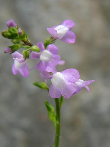 Blue Toadflax (Linaria canadensis)