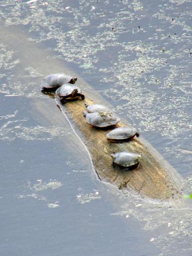 Painted Turtles (Chrysemys picta) sun basking on a sunken log