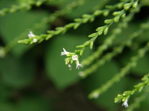 White Vervain (Verbena urticifolia)