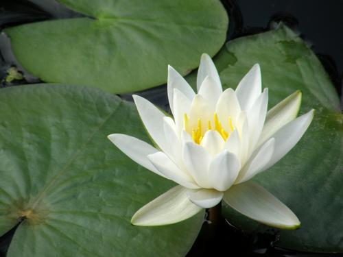 Fragrant Water-lily