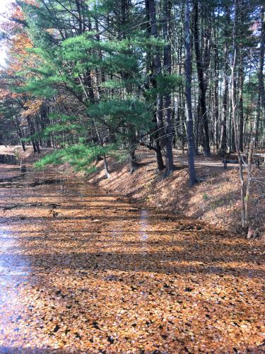 fresh November leaves floating on the canal at Mine Falls Park in New Hampshire