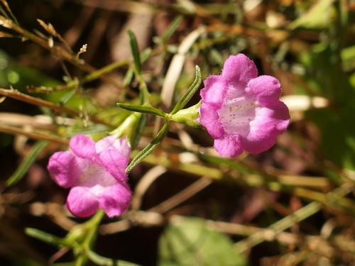 Purple Gerardia (Agalinis purpurea) in September at Mine Hill in southern New Hampshire