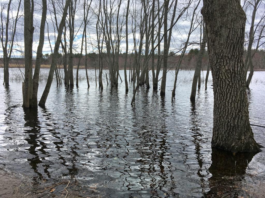 flooding of the Concord River in April at Minnie Reid Conservation Area in northeastern Massachusetts