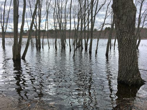 flooding of the Concord River in April at Minnie Reid Conservation Area in northeastern Massachusetts