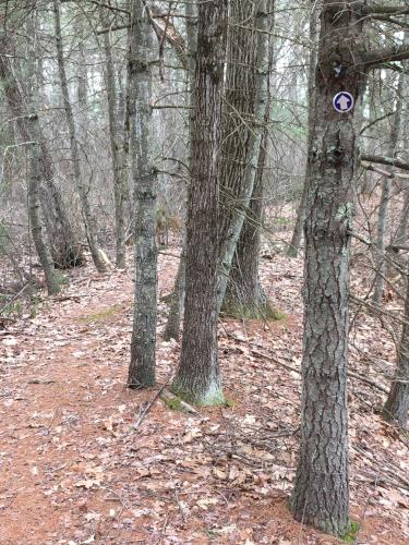 trail at Minnie Reid Conservation Area in northeastern Massachusetts