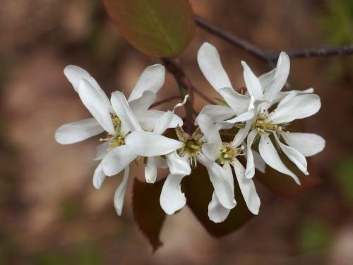 Shadbush (Amelanchier canadensis) in bloom in May at Miriam Forest near Rindge in southern New Hampshire