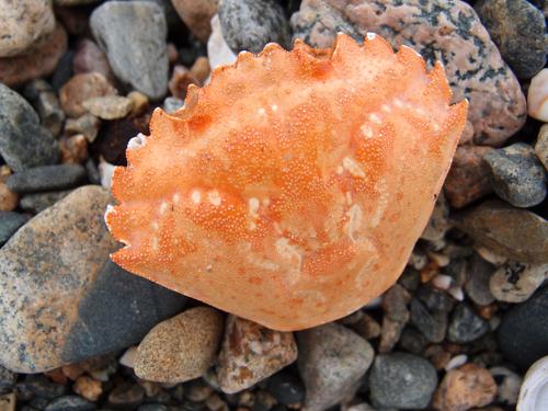 crab shell on the beach at Misery Island near Marblehead in Massachusetts