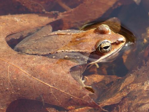 Wood Frog (Rana sylvatica) in March at Mount Misery Conservation Area near Lincoln in northeastern Massachusetts