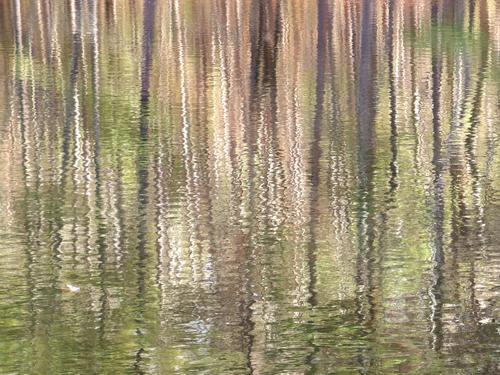 woods reflected on a pond in March at Mount Misery Conservation Area near Lincoln in northeastern Massachusetts