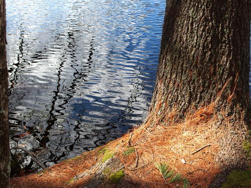 sunlit shore tree in March at Mount Misery Conservation Area near Lincoln in northeastern Massachusetts