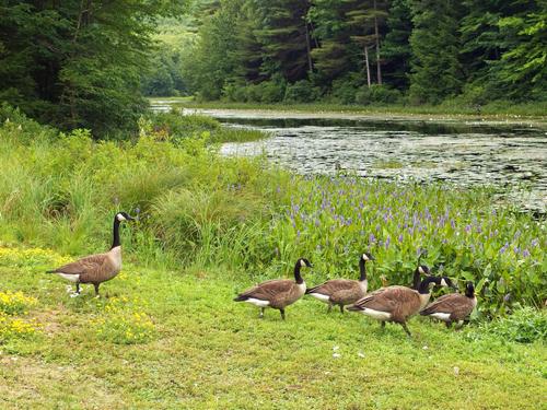 a flock of geese at Perkins Pond near Mount Misery in southern New Hampshire